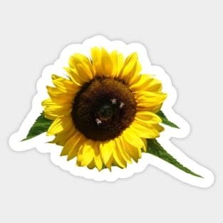 Sunflower With Bees Sticker